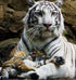 White Tiger with Cub